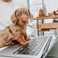 Dachshund puppies 