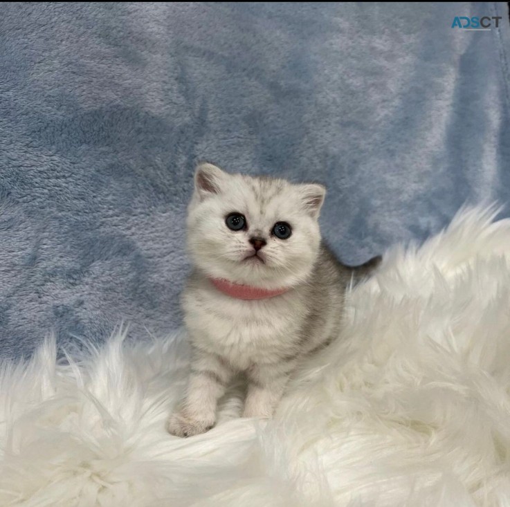 Scottish Fold Kitten For New Home!!!!!!!