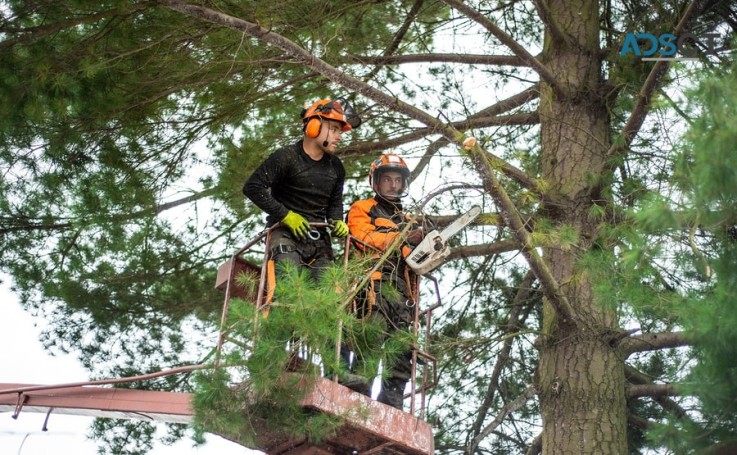 Top quality Tree Services in Johns Cree