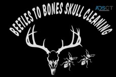 Beetles to Bones Skull Cleaning