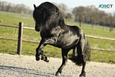 Friesian Stallion (DAMON SPORT)