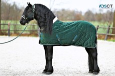 Friesian Stallion (DAMON SPORT)