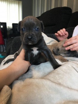 Cane Corso Puppies For Sale