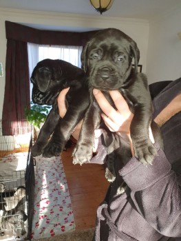 Cane Corso Puppies For Sale