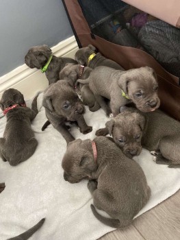 Cane Corso Puppies For Sale