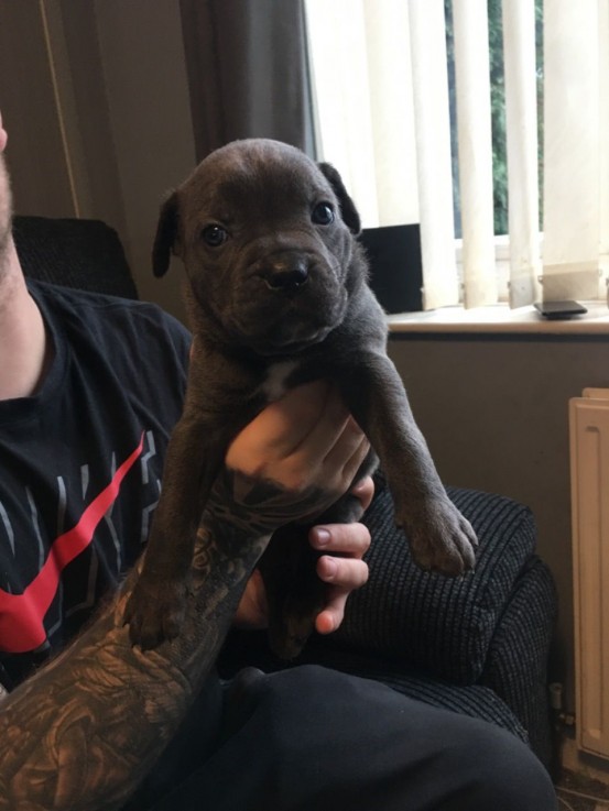 Cane Corso Puppies For Sale