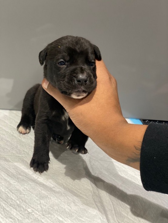 Cane Corso Puppies For Sale