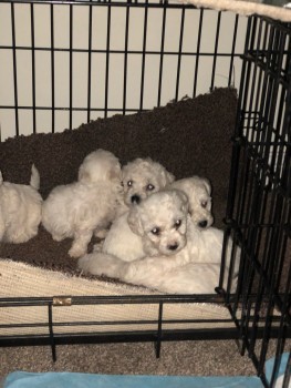 Bitcon freze Puppies For Sale