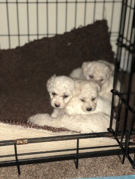 Bitcon freze Puppies For Sale