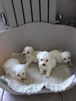 Bitcon freze Puppies For Sale