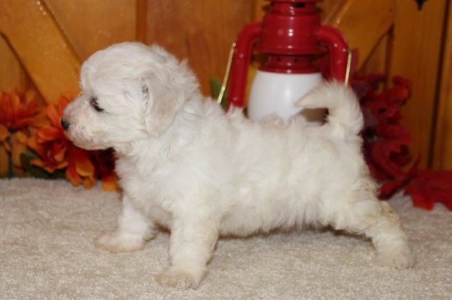 Bitcon freze Puppies For Sale