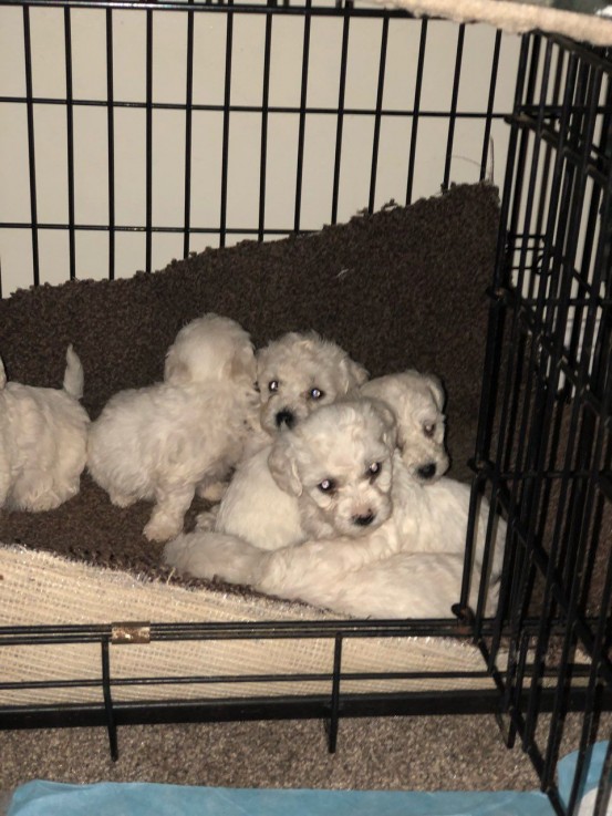 Bitcon freze Puppies For Sale