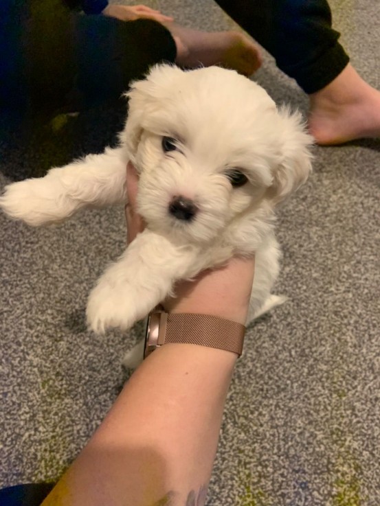 Bitcon freze Puppies For Sale