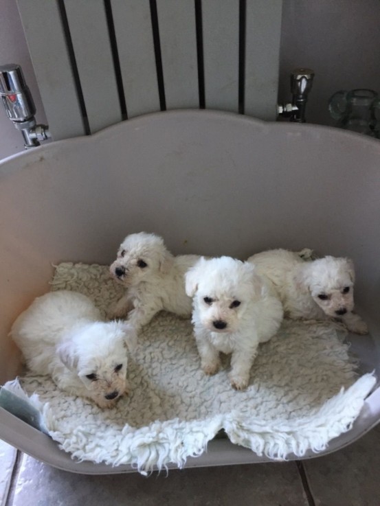 Bitcon freze Puppies For Sale