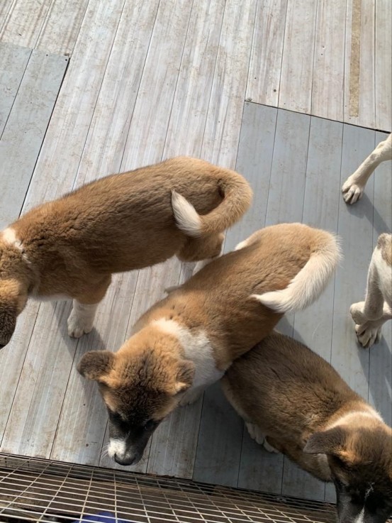 Akita Puppies For Sale