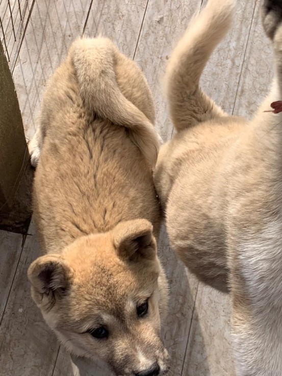 Akita Puppies For Sale