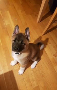 Akita puppies for sale