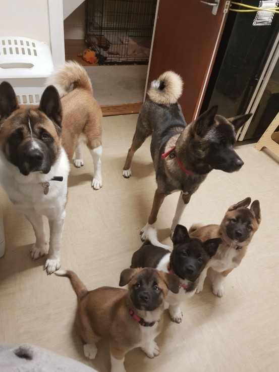 Akita puppies for sale