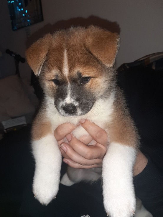 Akita puppies for sale