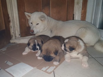 Akita Puppies For Sale