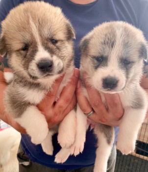 Akita Puppies For Sale