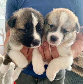 Akita Puppies For Sale