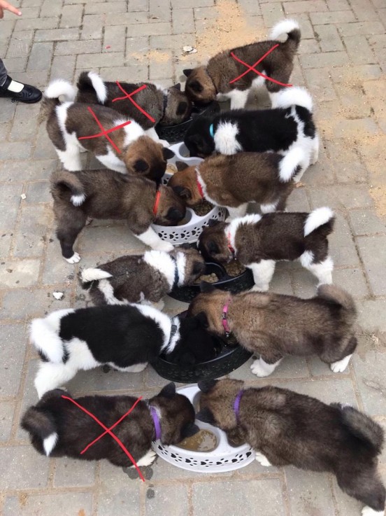 Akita Puppies For Sale