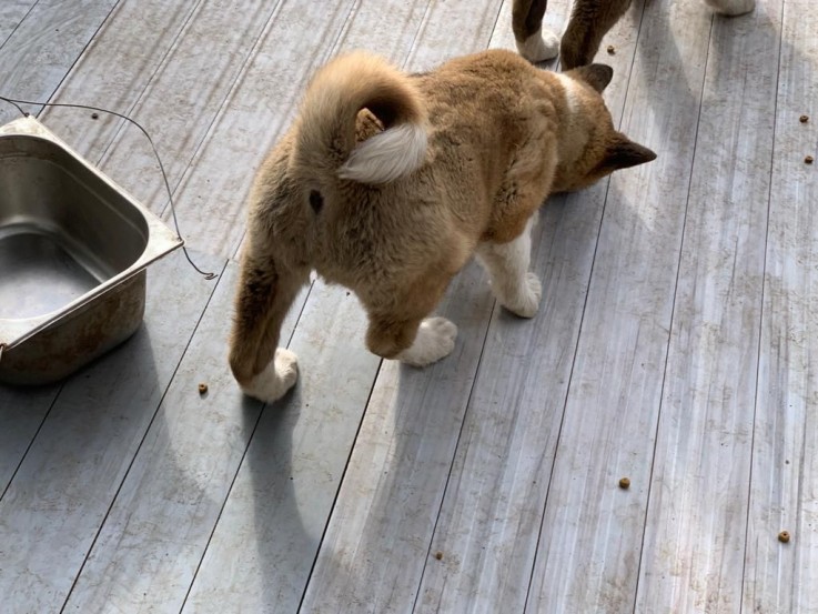 Akita Puppies For Sale