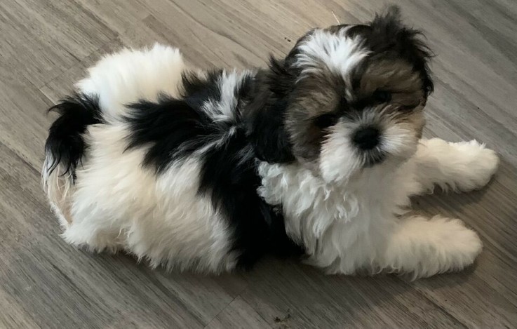 Wonderful full Shih Tzu Puppies