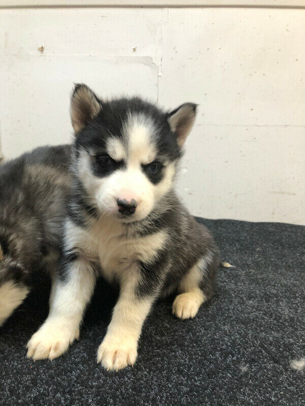 SIBERIAN HUSKY PUPPIES