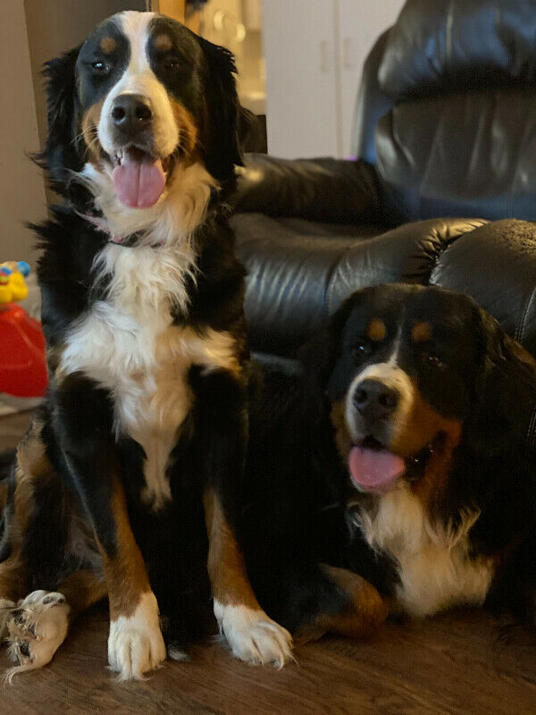 Bernese Mountain Dog Puppies