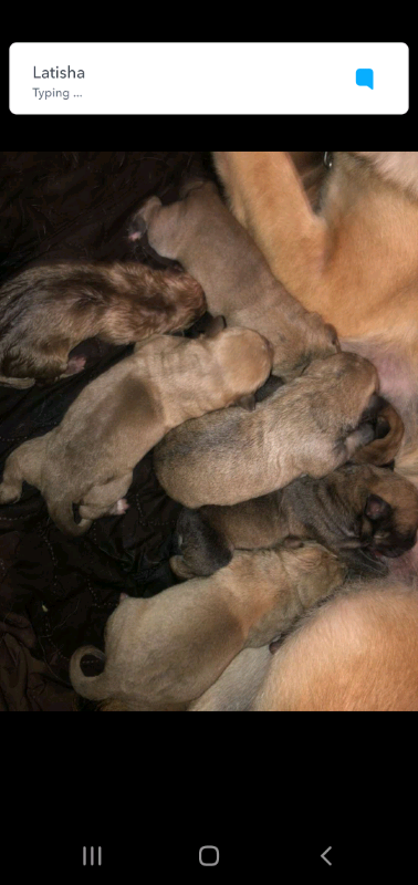 Puppies for sale