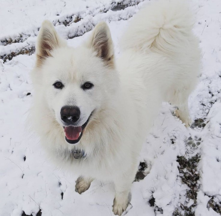 Northern Inuit Puppies