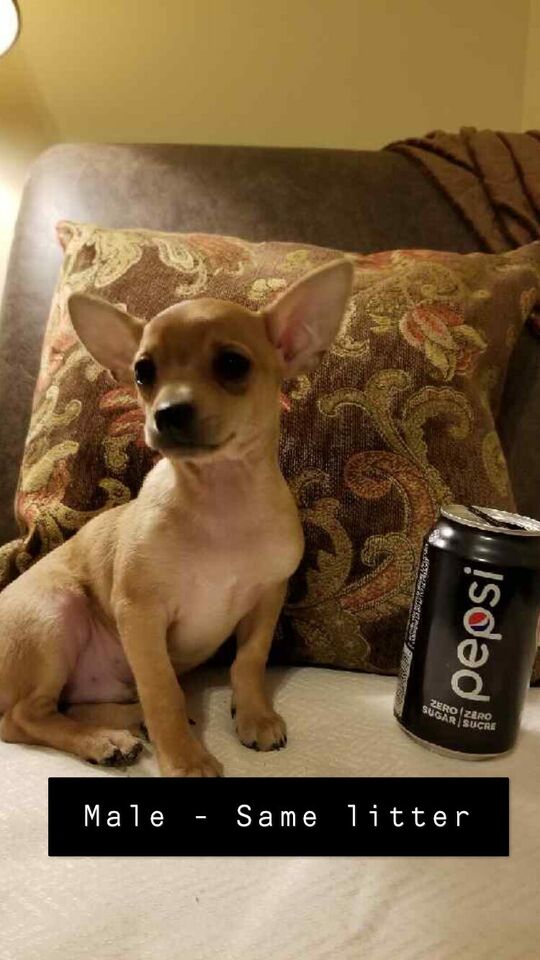 Chihuahua Puppies Available