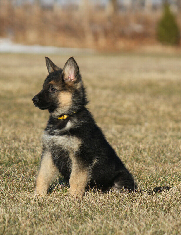 German Shepherd Puppies