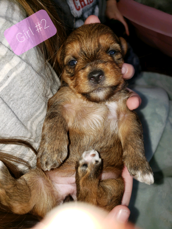 Yorkie puppies