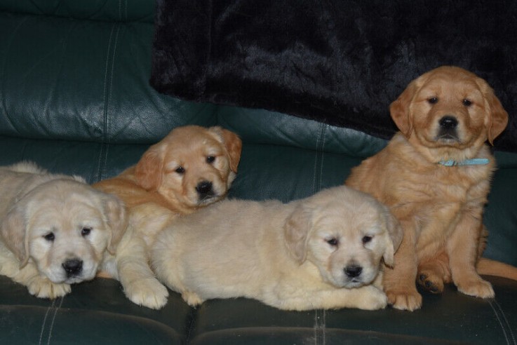 Golden Retriever Puppies