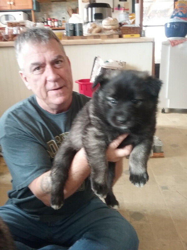 Norwegian Elkhound puppies