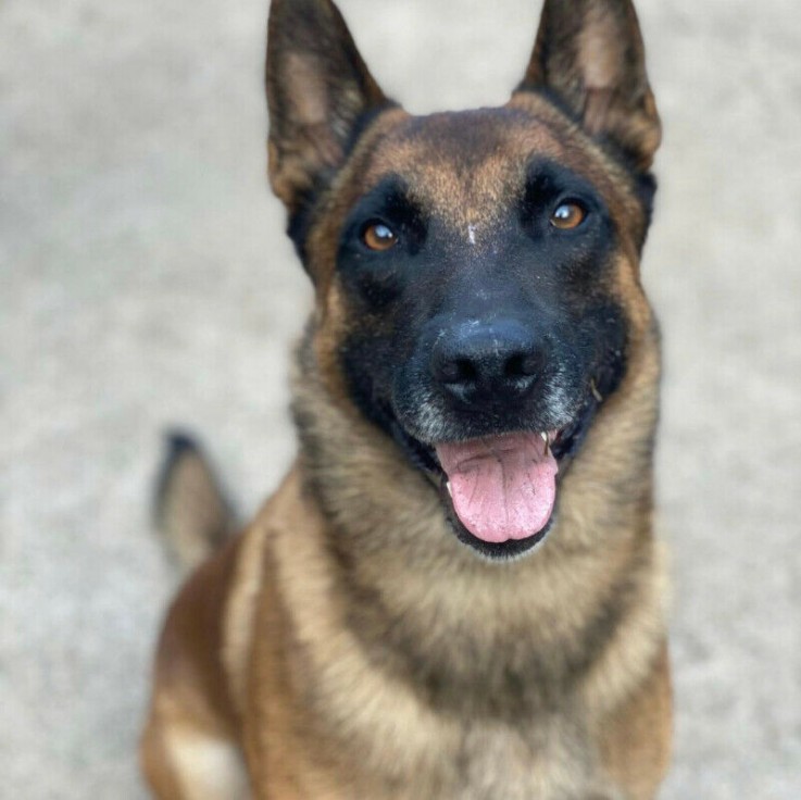 Belgian Malinois puppies