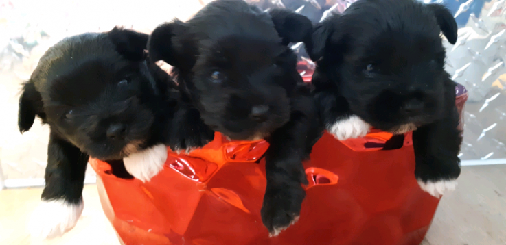 TOY SCHNAUZER Puppies