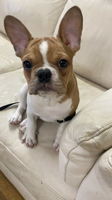 French Bulldog Puppy