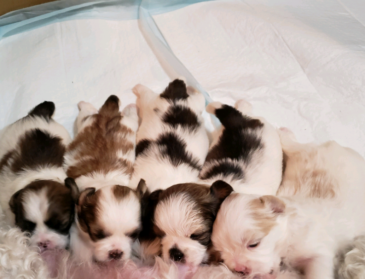 SHIH TZU PUPPIES