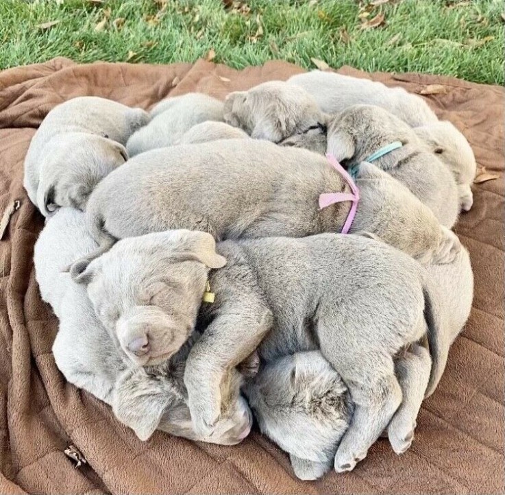 Purebred Silver Lab Puppies