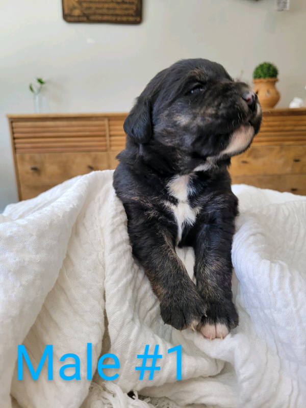 Labernese/Lab Puppies