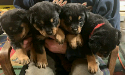 Rottweiler Puppies