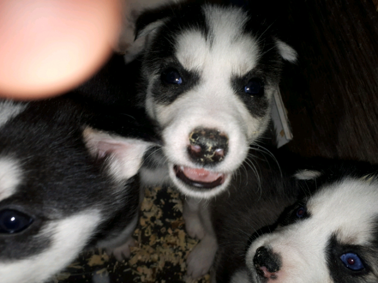 Husky puppies for sale