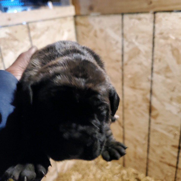 English Mastiff Puppies