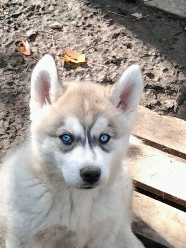 Siberian Husky Puppies