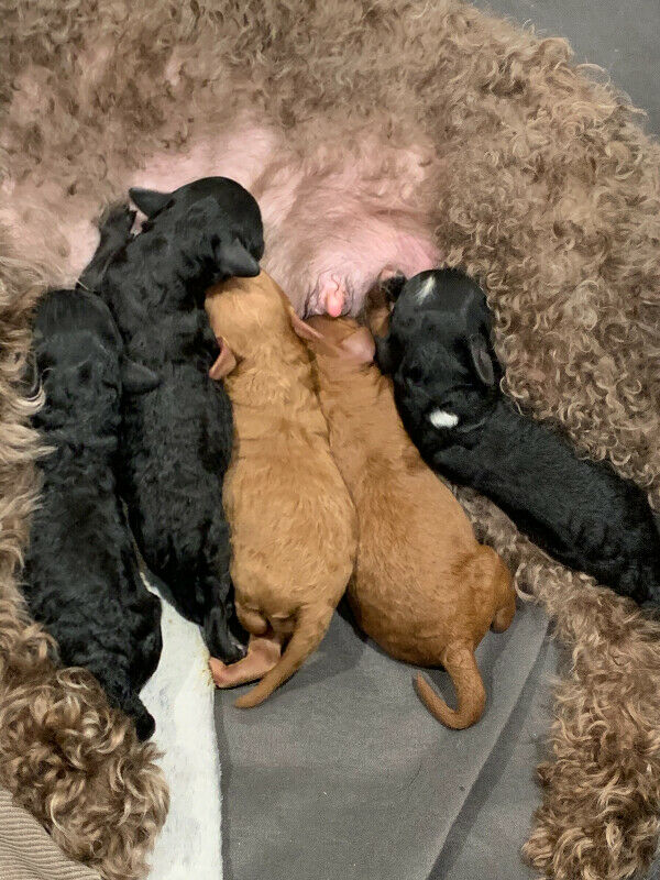 ☆ PUREBRED TOY POODLE PUPPIES!! ☆ ONLY O