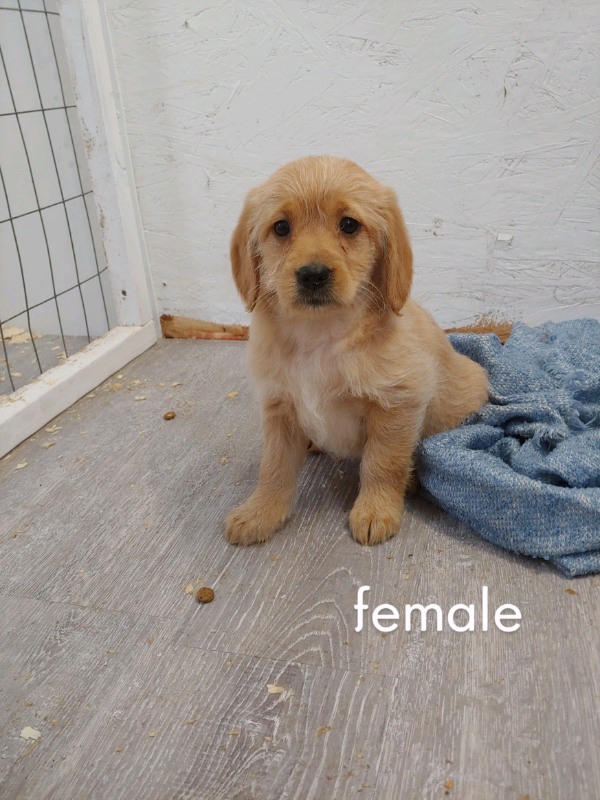 Mini Labradoodle Puppies